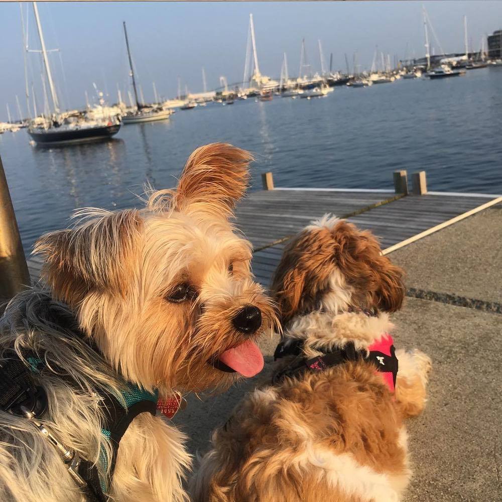 Meet your Posher, Katie